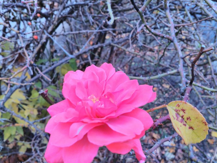 November rose