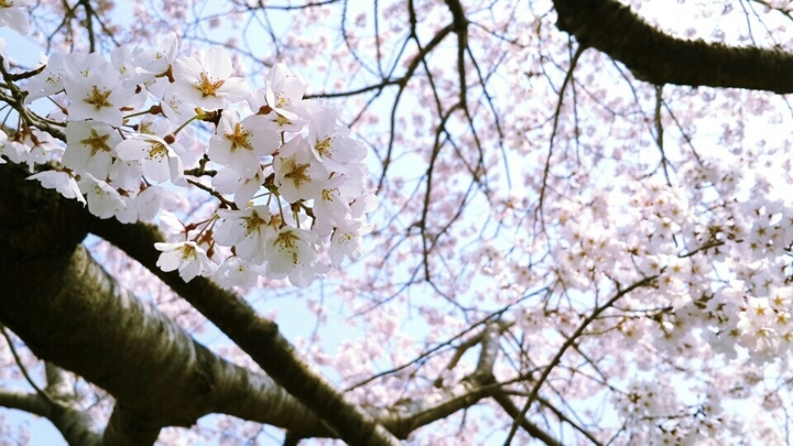 Spring