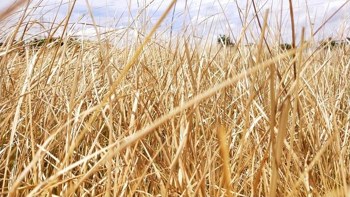 grass