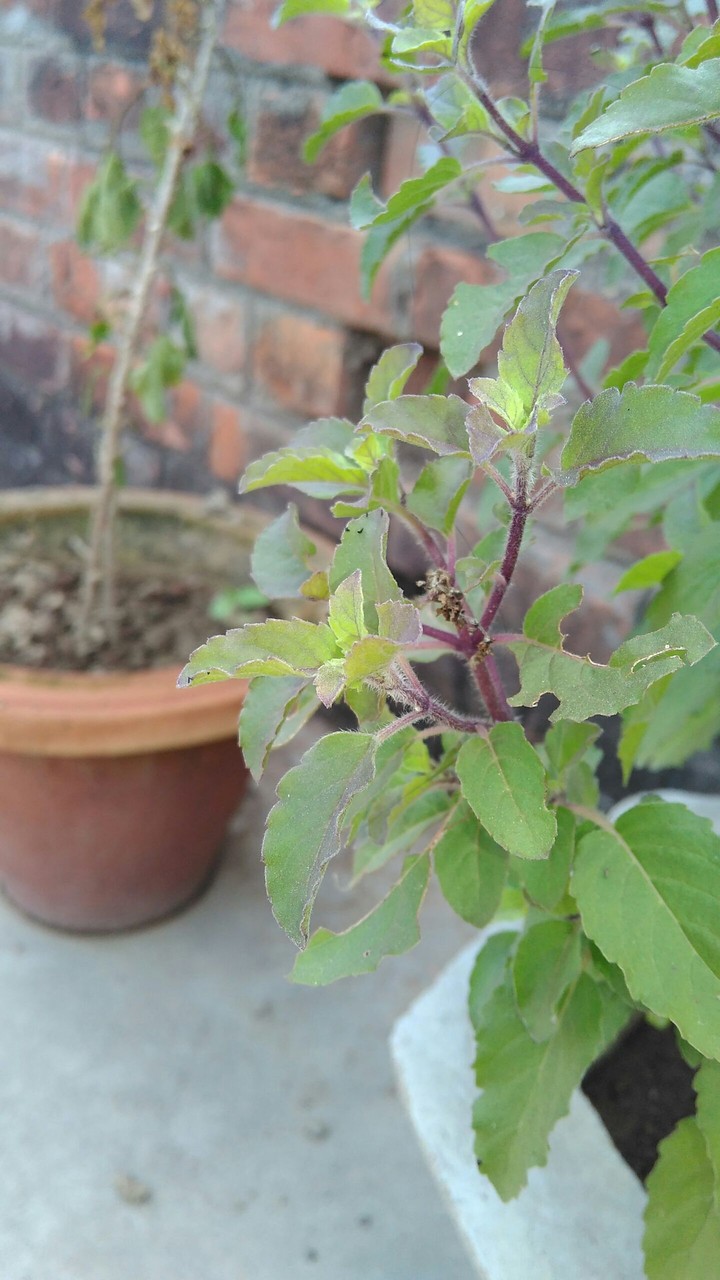 Tulsi