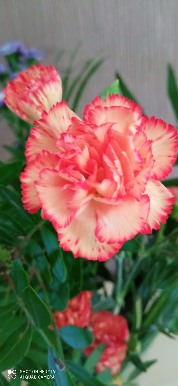 Fleure rose