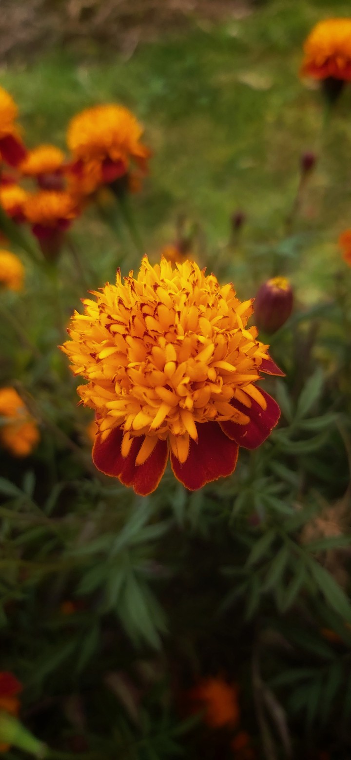 Marigold