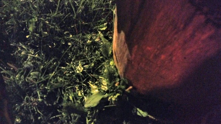 Grassy Wood