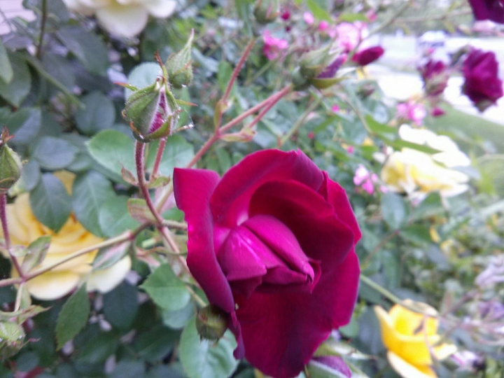 Red Rose