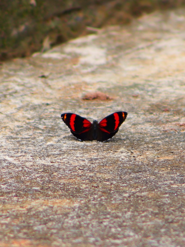 Red and black butterfly