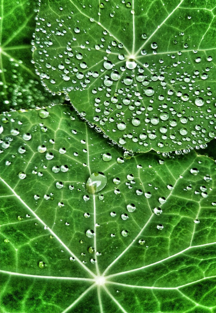 Droplets on nasturtium