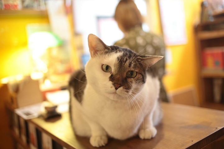 ..my cat BO
