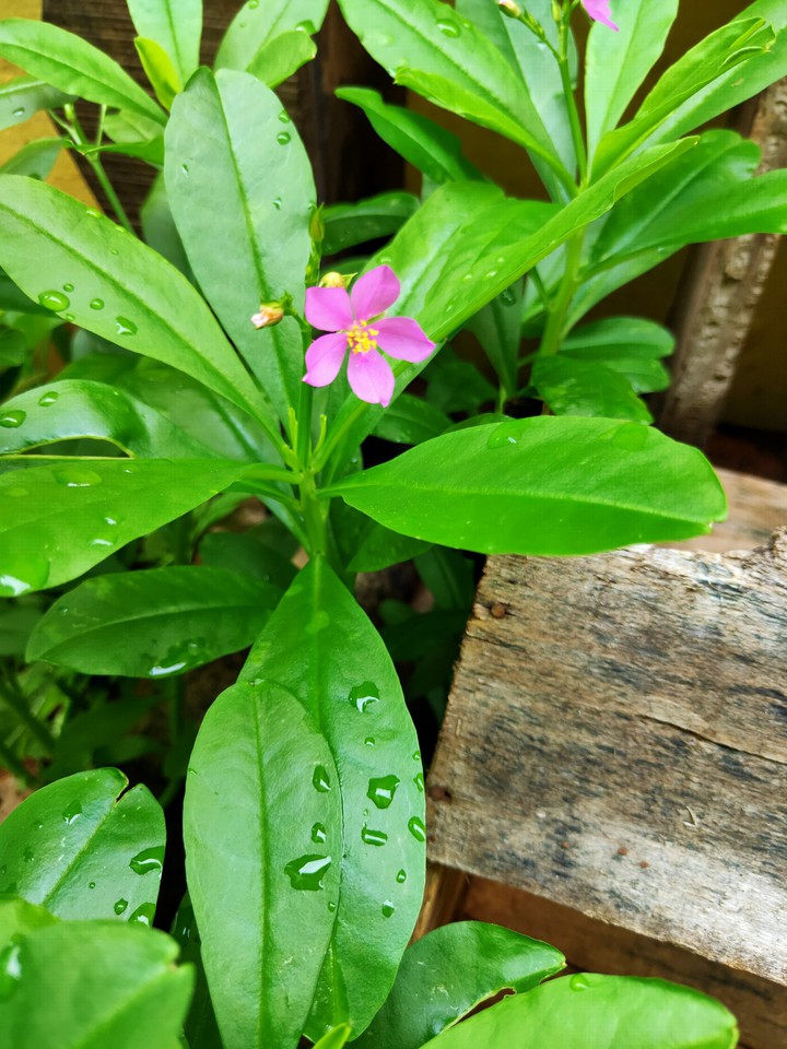 flower