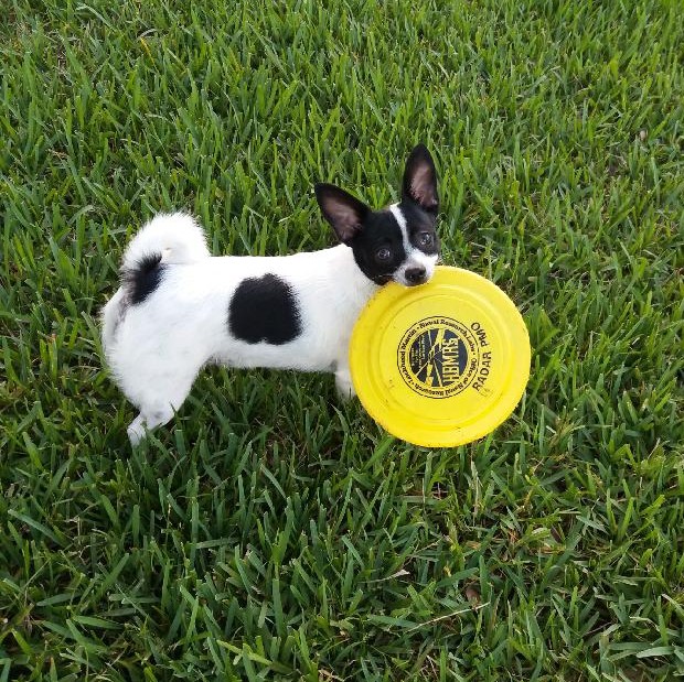 I LOVE Frisbee