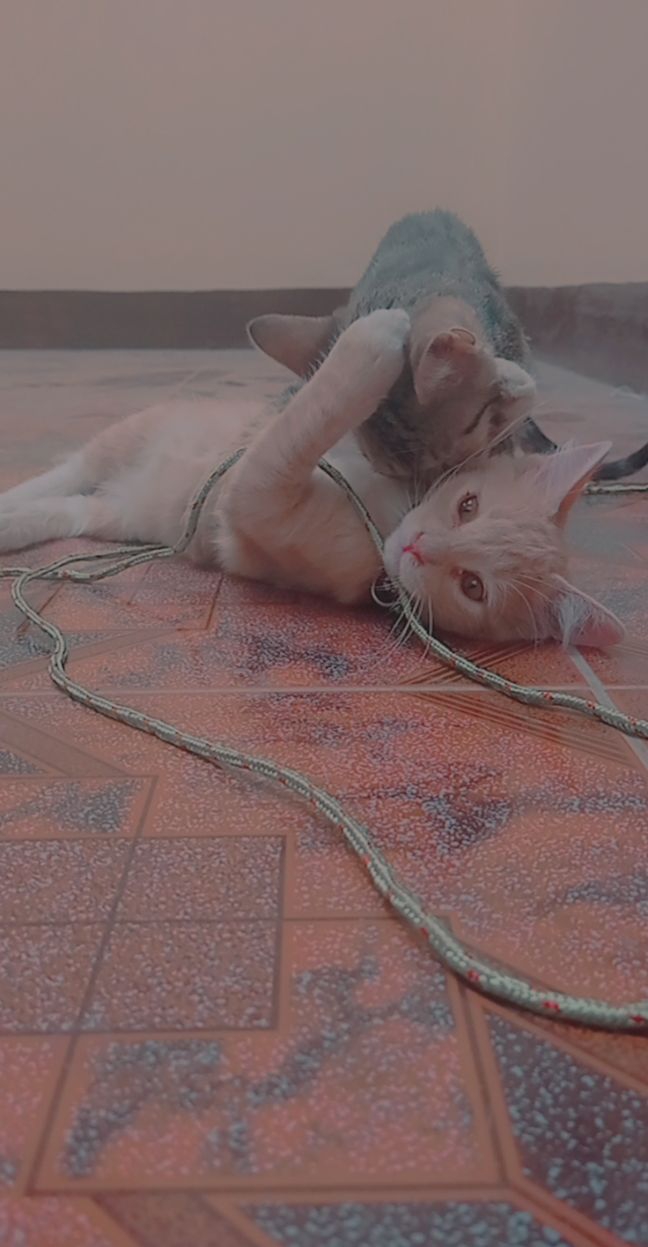 Hermanitos