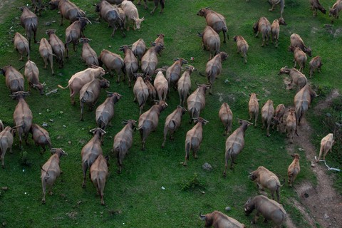 fonds d'écran pasture, herding