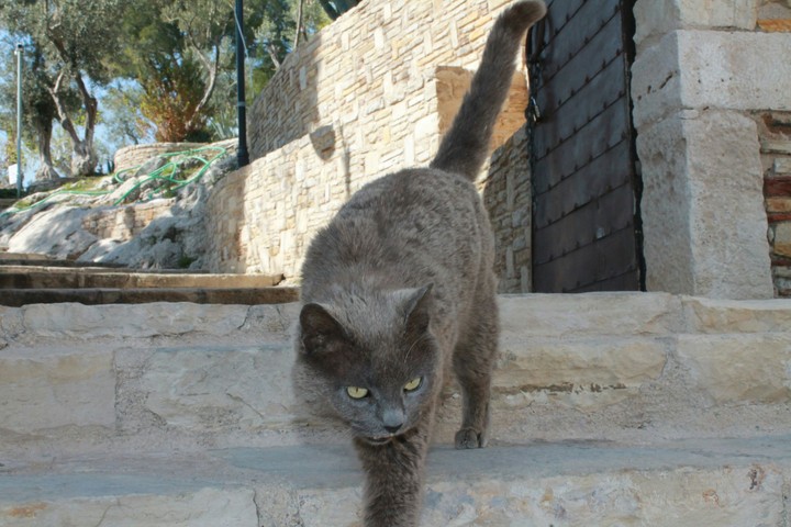 Kedi , Cat