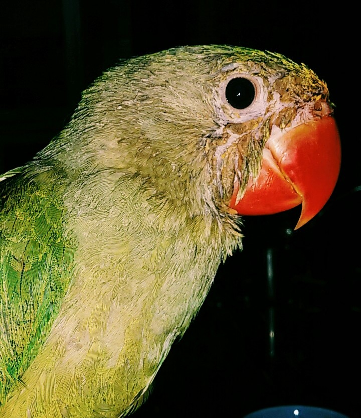 Animal