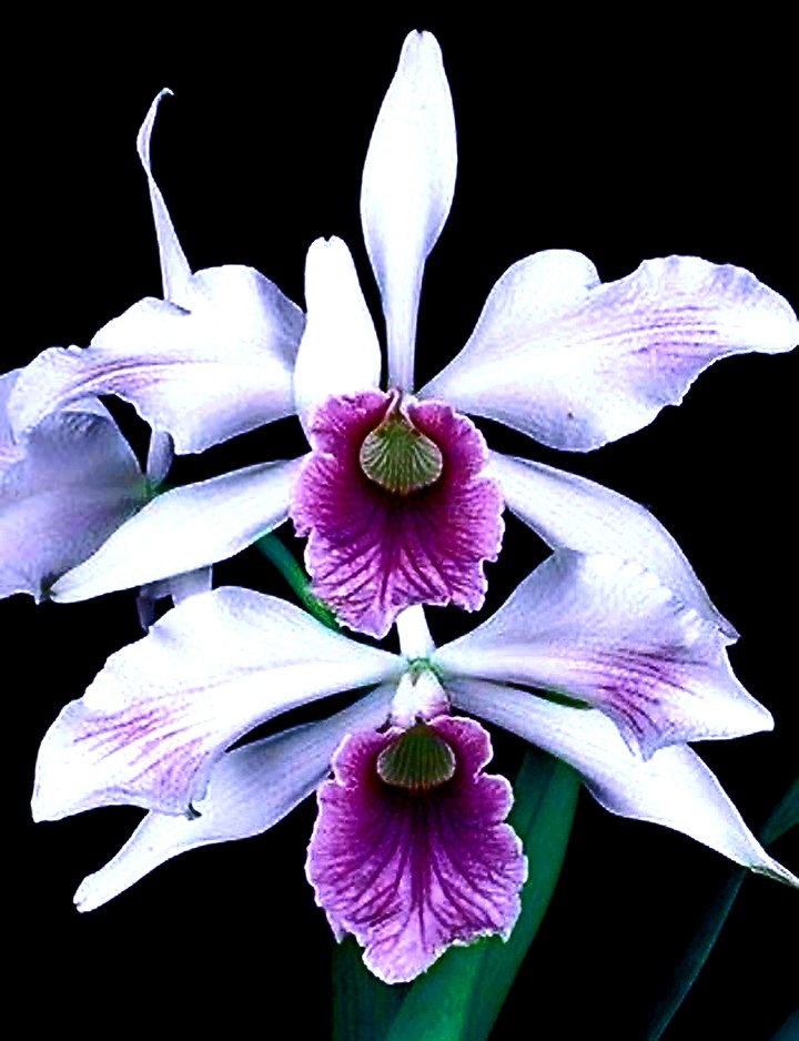ORCHID