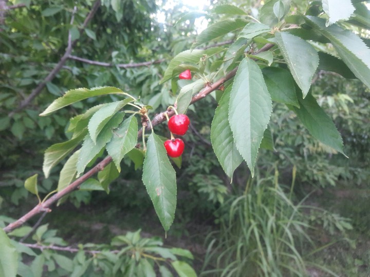 Nature
