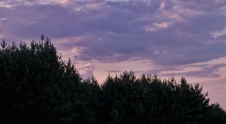 лес