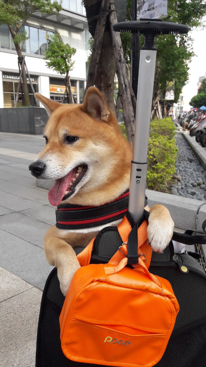 shiba