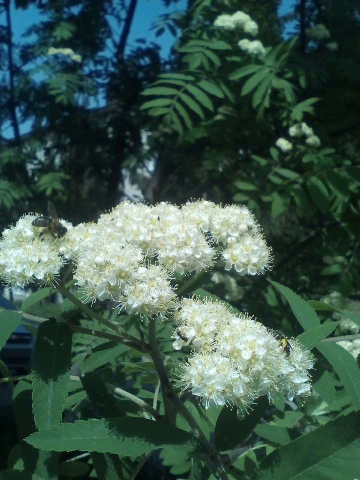 plant