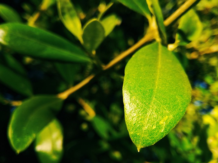 leaf