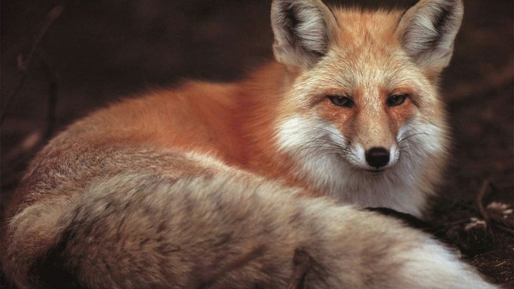 Fox