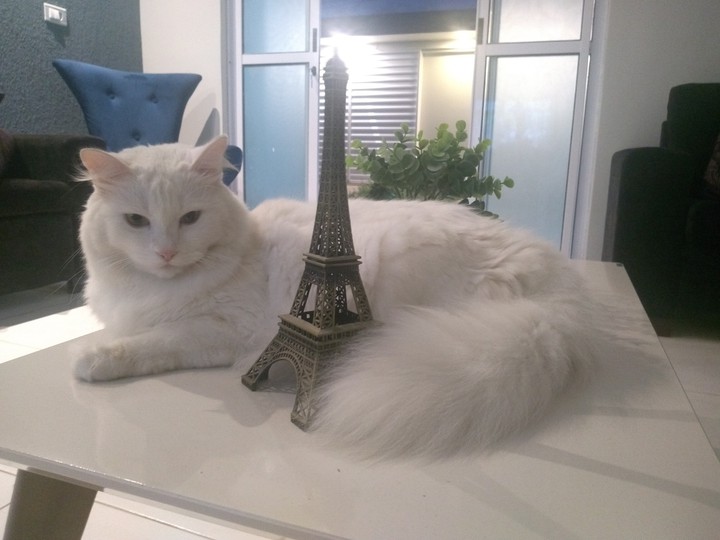 cat