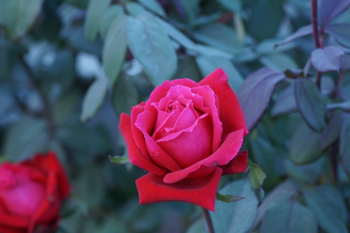 Rose Flower