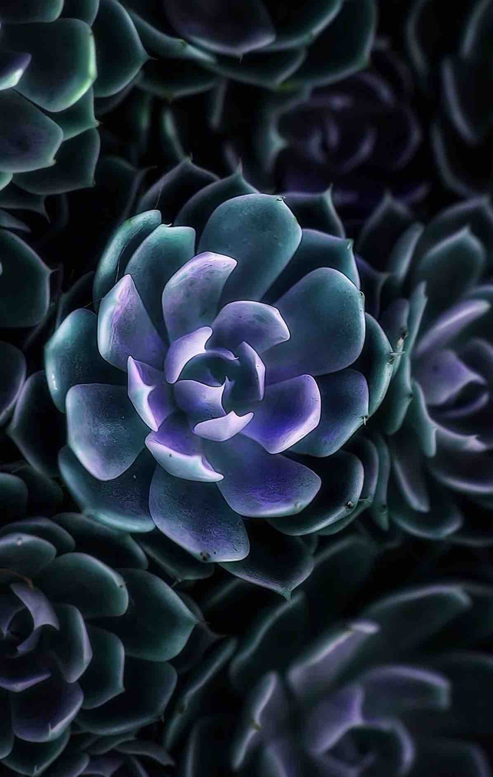 suculent