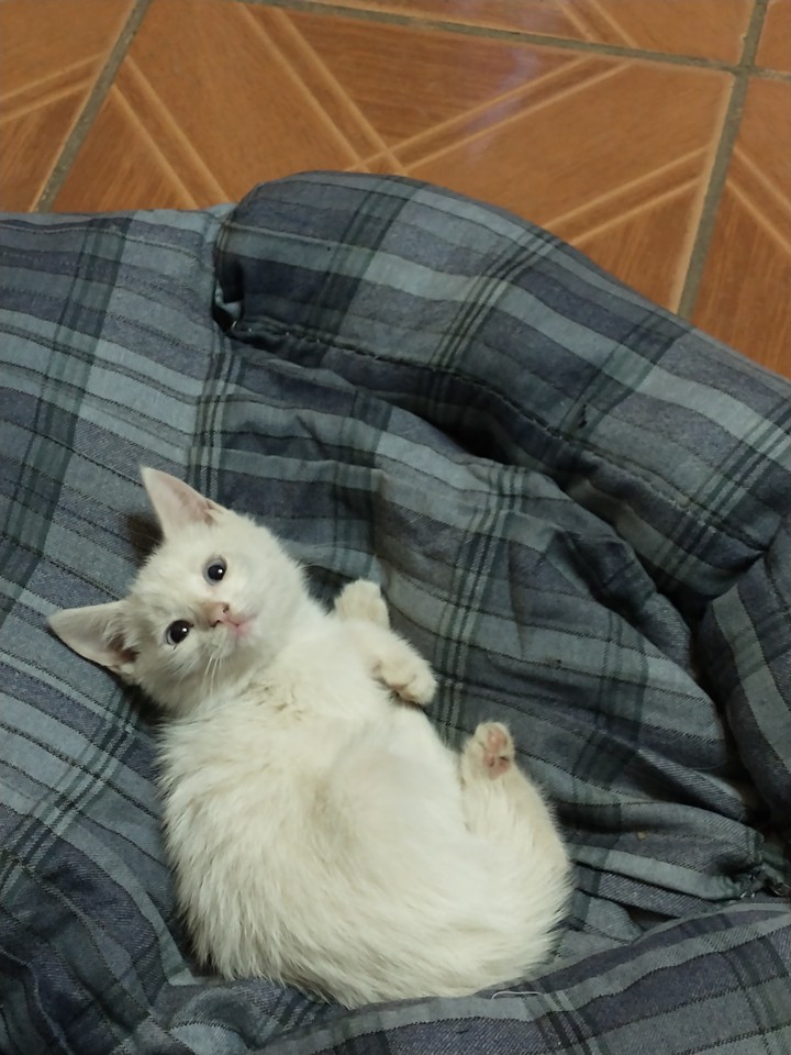 Luna