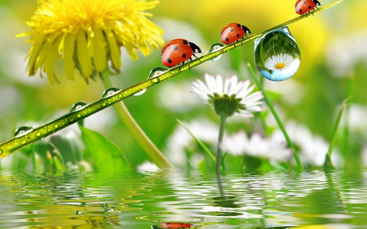 insects