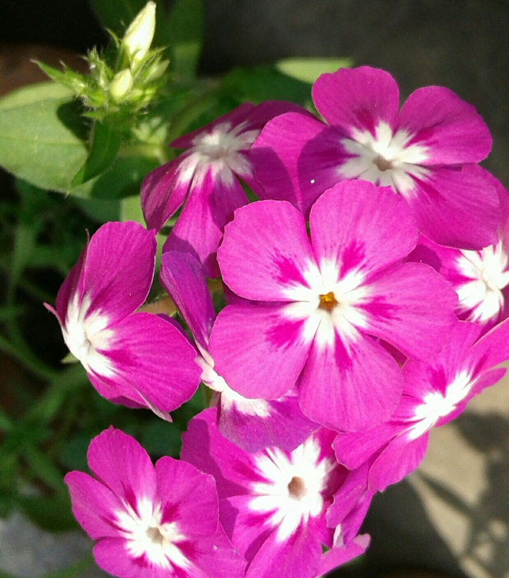 Seasonal bloom