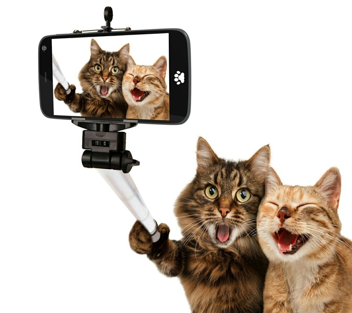 crazy selfie 