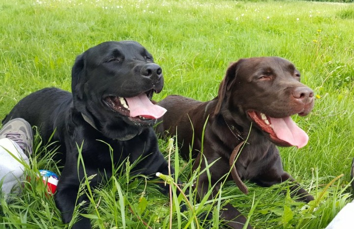 happy dogs