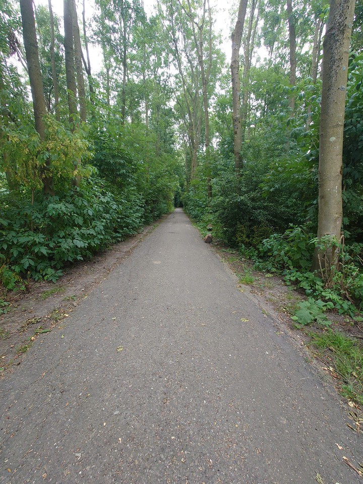 Forest