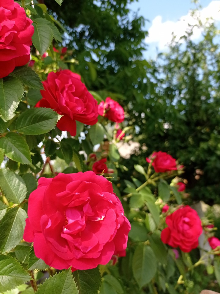 red roses