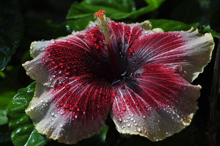 flower
