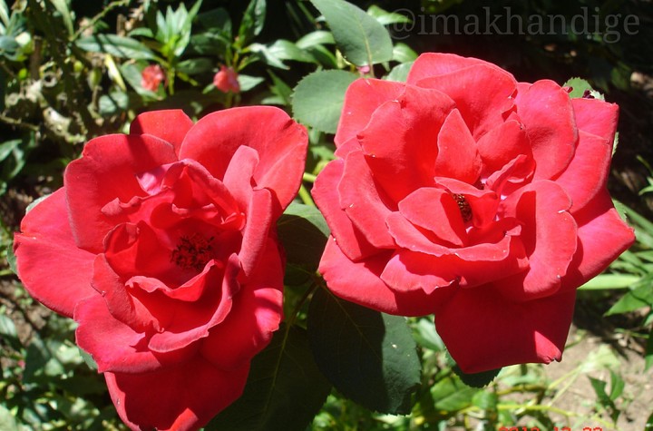 rose