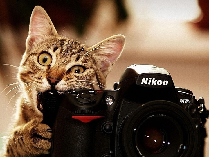 Котик 