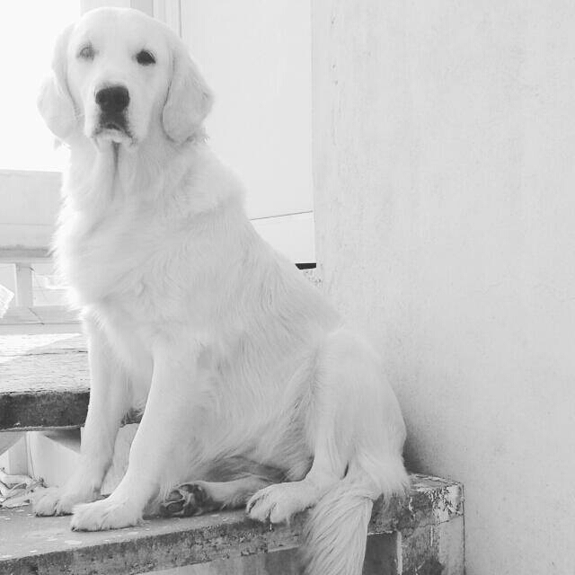 white dog