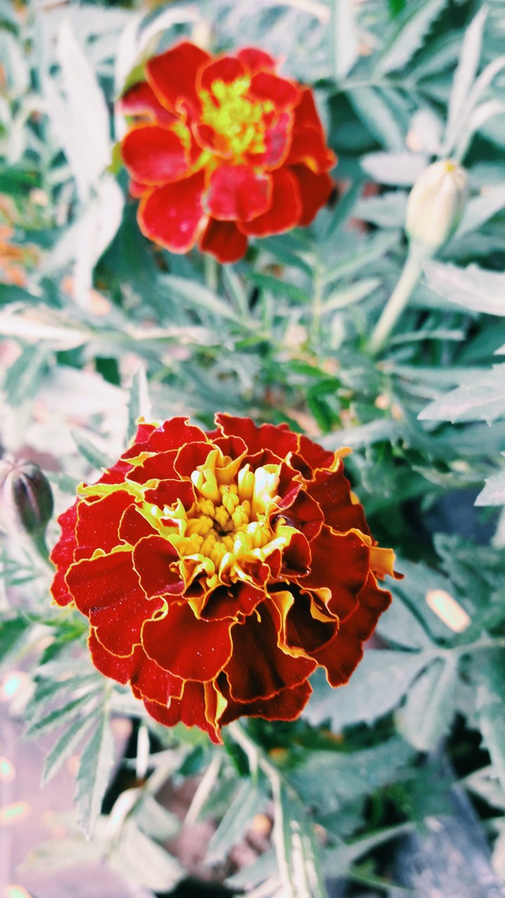 Flowers