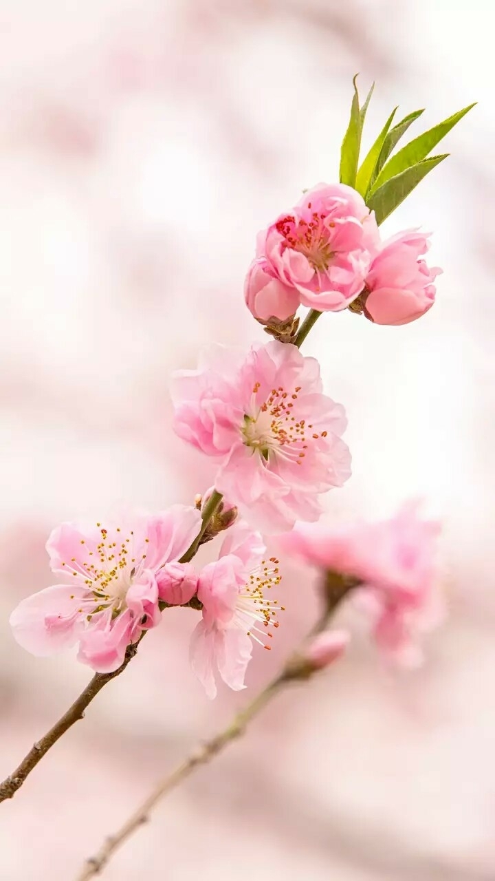 blossom