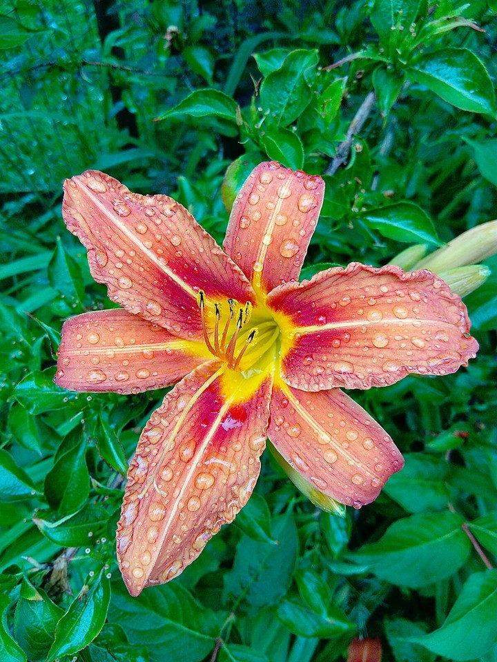 Lily
