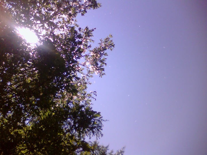 Sky & tree