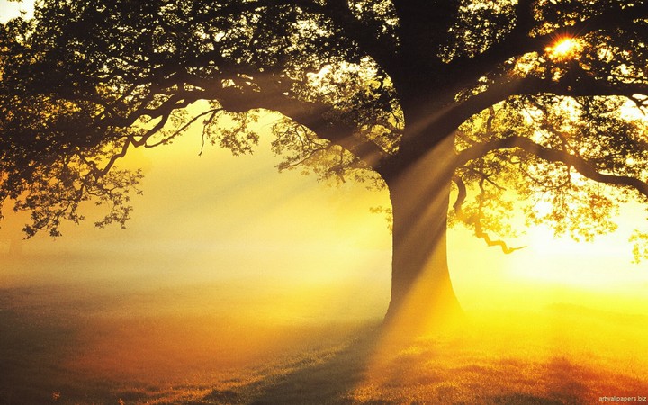 Sunshine Tree