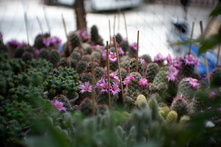 #cactus #garden #lobivia #pink #แคคตัส #กระบองเพชร#รีบูเทีย