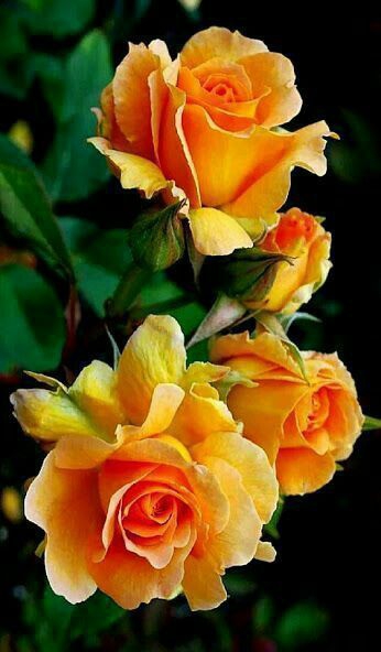 nice roses ♥️