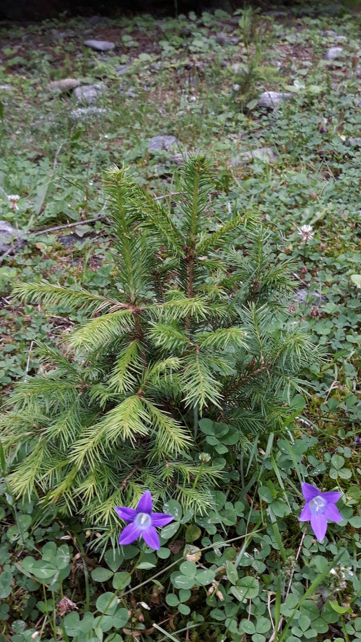 small pine