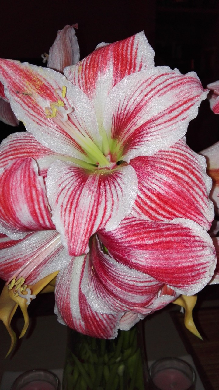 Lilies