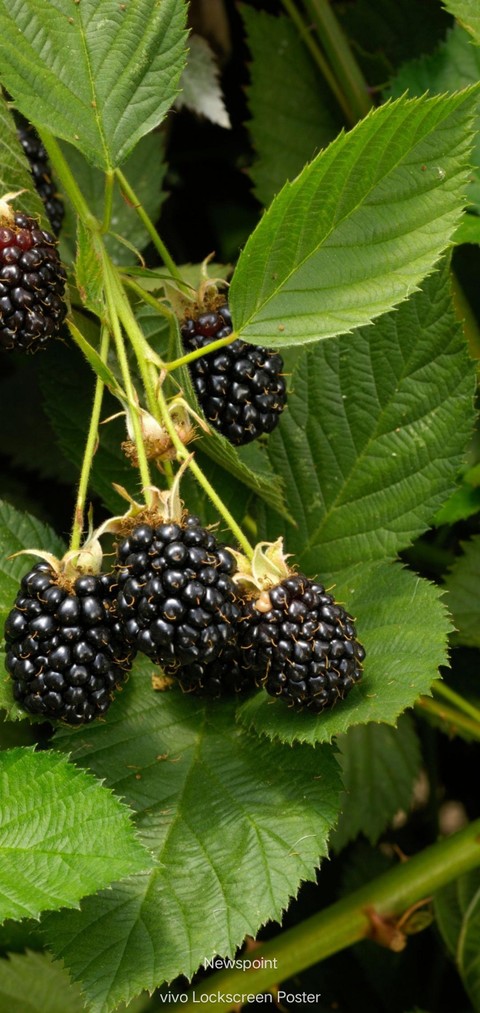 обои bramble, boysenberry
