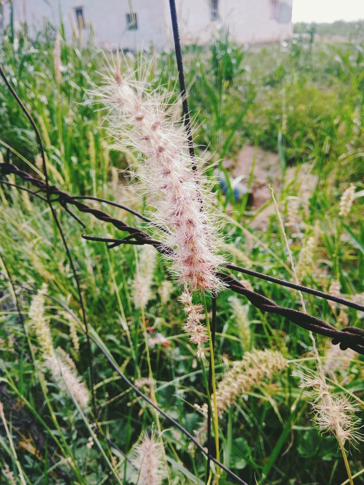 Grass