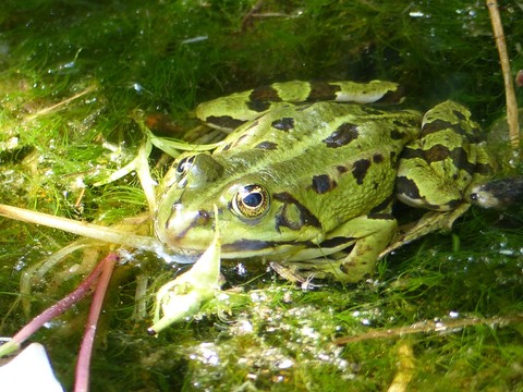 ταπετσαρίες frog, pond